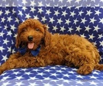 Small Photo #6 Goldendoodle-Poodle (Toy) Mix Puppy For Sale in NOTTINGHAM, PA, USA