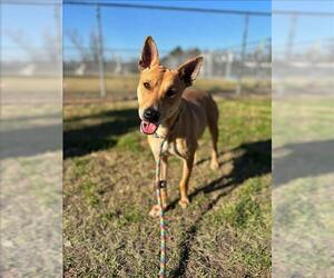 JOANIE - Female German Shepherd Dog-Unknown Mix Dog for Adoption - Photo #2
