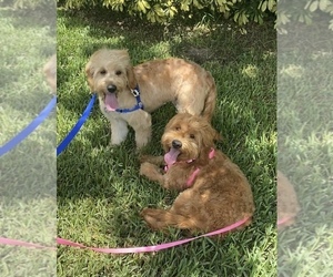 Goldendoodle Puppy for Sale in HOLLYWOOD, Florida USA