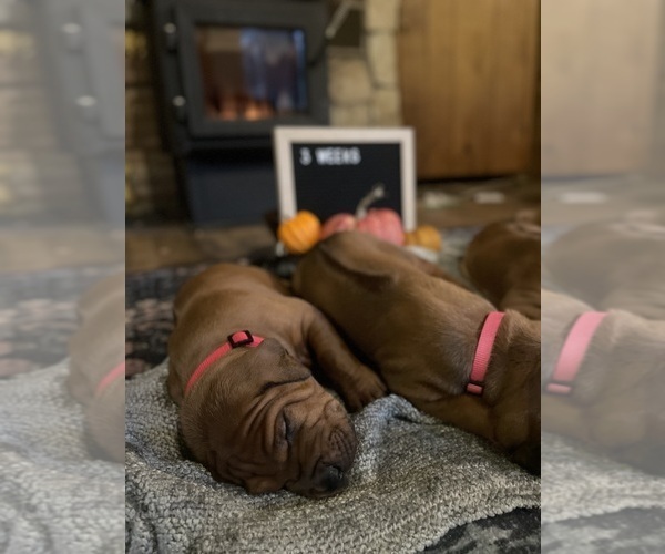 Medium Photo #3 Rhodesian Ridgeback Puppy For Sale in BOISE, ID, USA