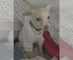 Small #2 Chihuahua Mix