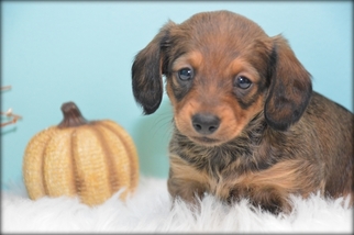 Dachshund Puppy for sale in OSKALOOSA, KS, USA