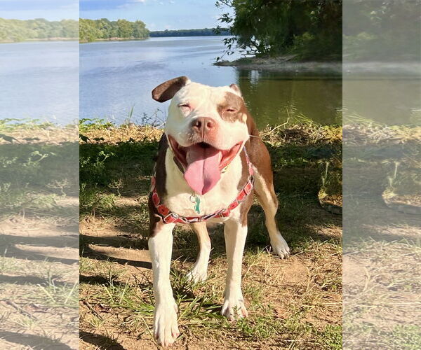 Medium Photo #1 American Pit Bull Terrier-Unknown Mix Puppy For Sale in Alexandria, VA, USA