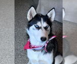Small #1 Siberian Husky