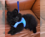 Small Photo #3 Pomeranian Puppy For Sale in ORLANDO, FL, USA