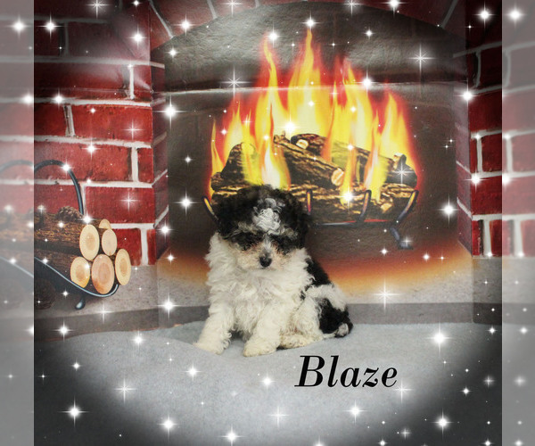 Medium Photo #15 Poodle (Toy) Puppy For Sale in CHANUTE, KS, USA