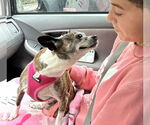 Small #2 Boston Huahua