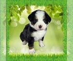 Small #2 Bernese Mountain Dog