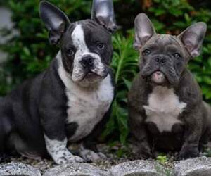 American Bully Mikelands  Puppy for sale in JOHNSTON, RI, USA