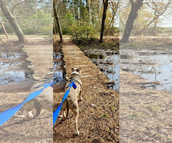 Medium Photo #33 Staffordshire Bull Terrier-Unknown Mix Puppy For Sale in Mount Laurel, NJ, USA