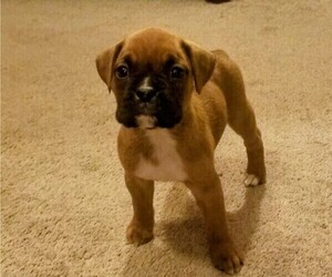 Boxer Puppy for sale in DERBY, CT, USA