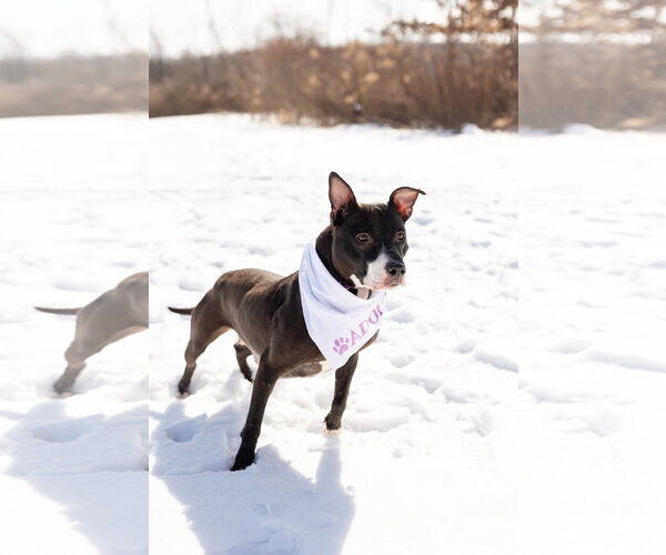 Medium Photo #3 Mutt Puppy For Sale in Crete, IL, USA