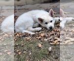 Small Photo #6 German Shepherd Dog-Siberian Husky Mix Puppy For Sale in BETHEL, MN, USA
