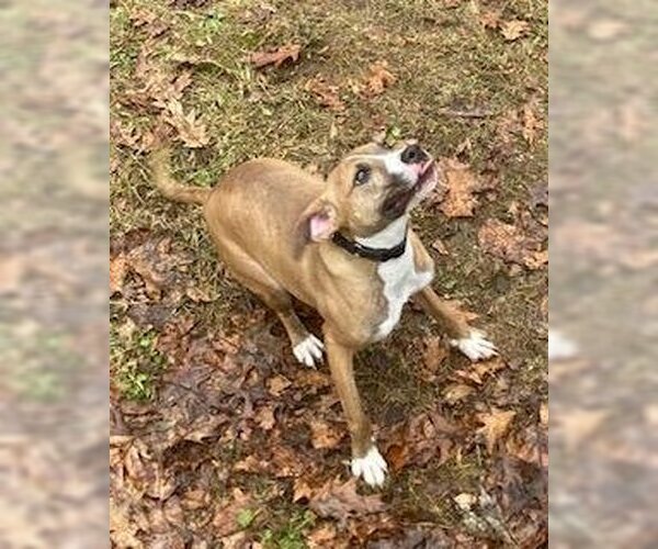 Medium Photo #8 Boston Terrier-Boxer Mix Puppy For Sale in Coventry, CT, USA