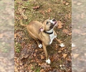 Clyde, an easy-going pup - Male Boston Terrier-Boxer Mix Dog for Adoption - Photo #8