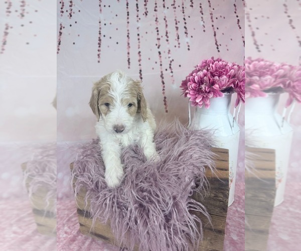 Medium Photo #119 Aussie-Poo-Goldendoodle Mix Puppy For Sale in COMMERCE, MI, USA
