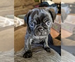 Small Photo #2 Pug Puppy For Sale in GREELEY, CO, USA