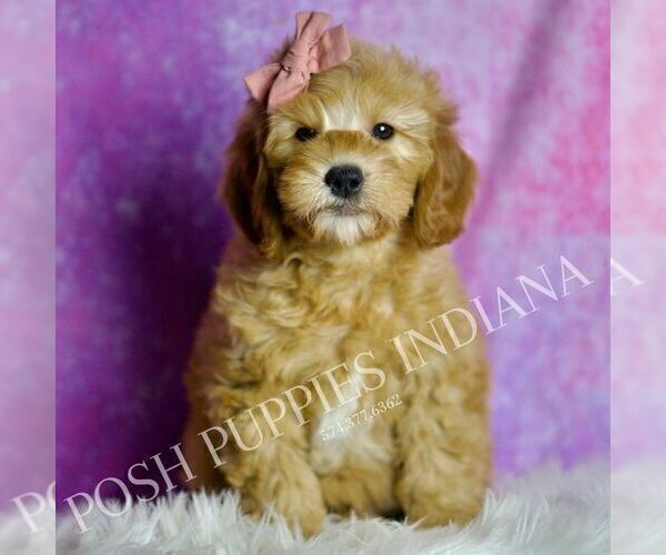 Medium Photo #1 Goldendoodle (Miniature) Puppy For Sale in WARSAW, IN, USA