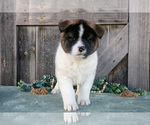 Small #2 Akita