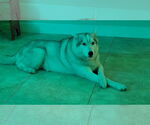 Small Siberian Husky