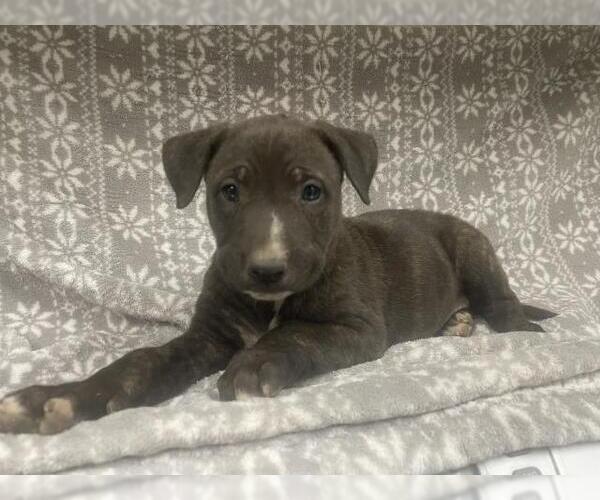 Medium Photo #1 Mutt Puppy For Sale in HESPERIA, CA, USA