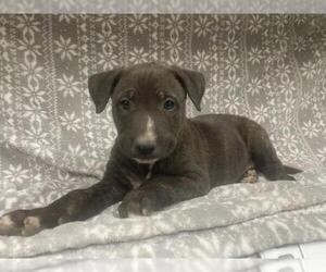 Mutt Dogs for adoption in HESPERIA, CA, USA