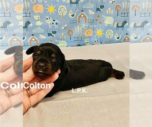 Dachshund Puppy for sale in WINNSBORO, LA, USA