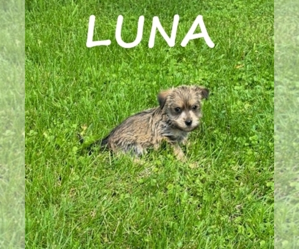 Medium Photo #2 Carkie Puppy For Sale in HARTLAND, MN, USA