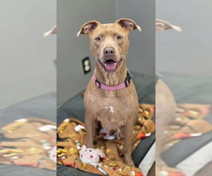 American Pit Bull Terrier-Labrador Retriever Mix Dogs for adoption in Brewster, NY, USA