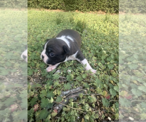 Medium Photo #7 Boston Terrier Puppy For Sale in FREDONIA, KS, USA