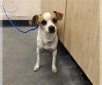 Small Chihuahua Mix