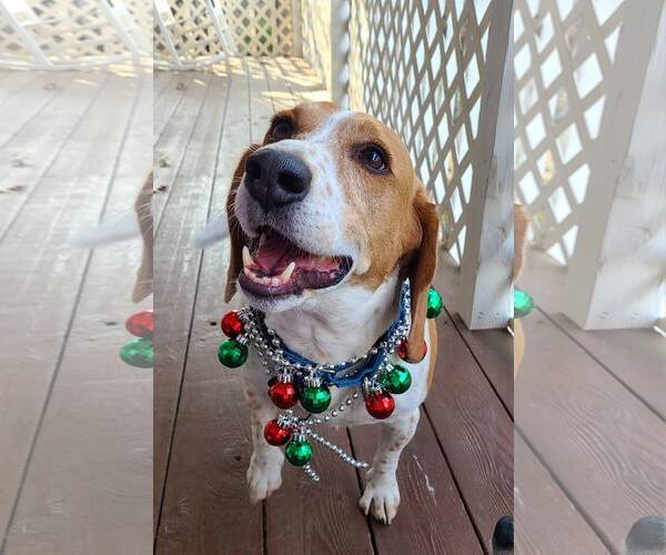 Medium Photo #3 Beagle Puppy For Sale in Atlanta, GA, USA