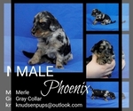 Small Photo #1 Bernedoodle (Miniature) Puppy For Sale in MORA, MN, USA