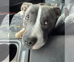 Small #6 American Pit Bull Terrier-Staffordshire Bull Terrier Mix