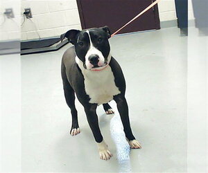 Mutt Dogs for adoption in Fayetteville, NC, USA