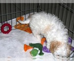 Small Photo #14 Cavachon Puppy For Sale in ORO VALLEY, AZ, USA