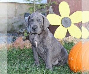 Great Dane Puppy for sale in BROGUE, PA, USA