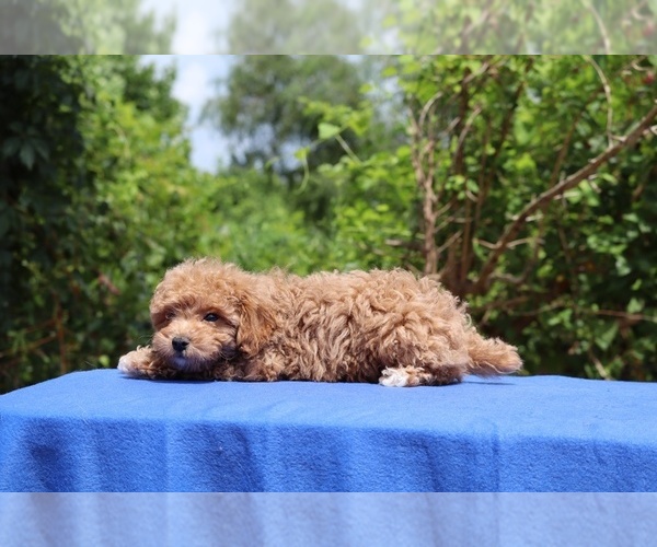Medium Photo #20 Poodle (Toy) Puppy For Sale in DYERSBURG, TN, USA