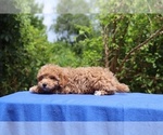 Small #19 Poodle (Toy)
