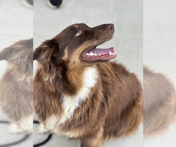 Medium Photo #14 Australian Shepherd Puppy For Sale in RICHMOND, KY, USA