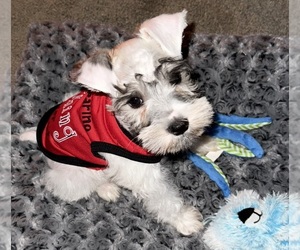 Schnauzer (Miniature) Puppy for sale in TUSCALOOSA, AL, USA