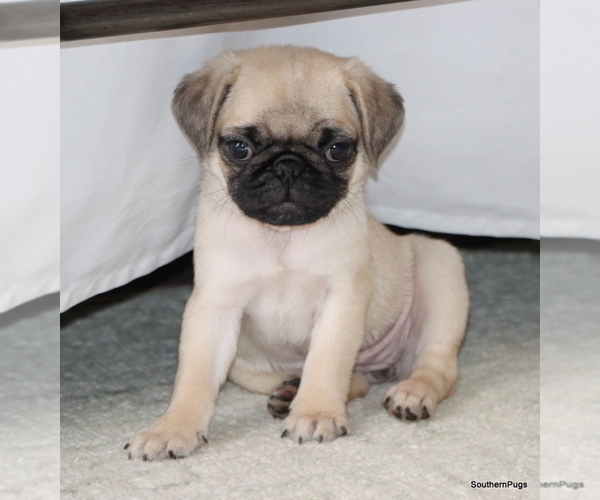 Medium Photo #1 Pug Puppy For Sale in WINNSBORO, TX, USA