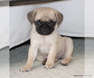 Pug Puppy for Sale in WINNSBORO, Texas USA