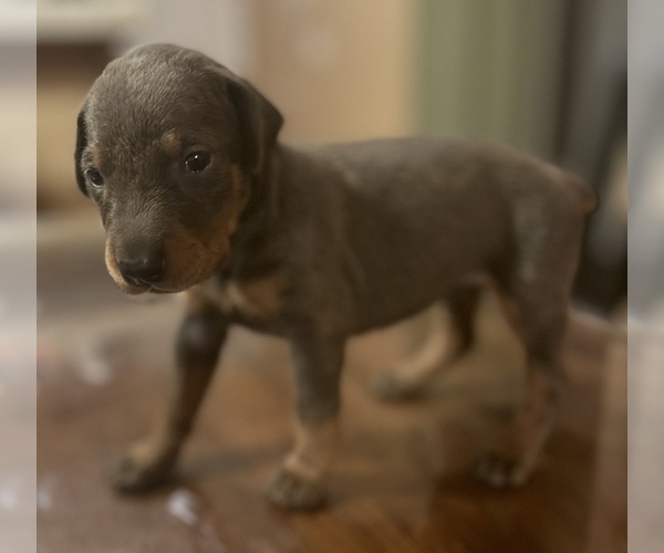 Medium Photo #4 Doberman Pinscher Puppy For Sale in CERES, CA, USA