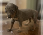Small #3 Doberman Pinscher