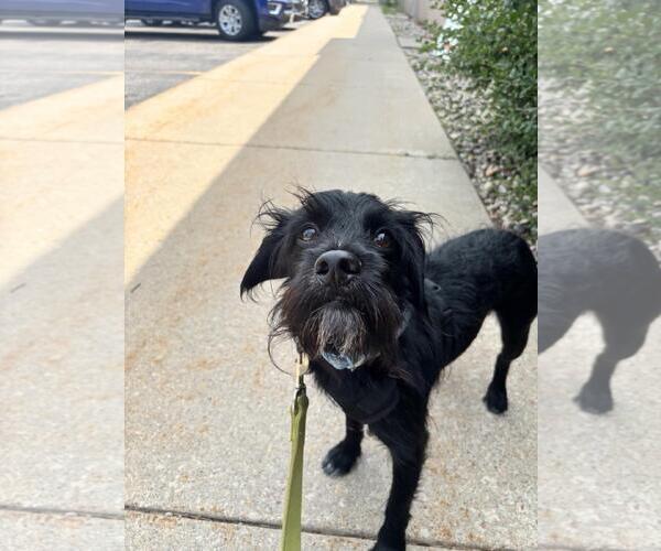 Medium Photo #1 Miniature Schnauzer-Unknown Mix Puppy For Sale in Plover, WI, USA