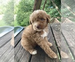 Small #1 Poodle (Miniature)