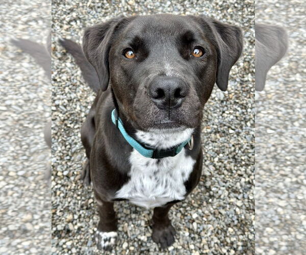 Medium Photo #13 Boxer-Brittany Mix Puppy For Sale in Rockaway, NJ, USA