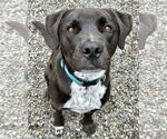 Small #12 Boxer-Brittany Mix