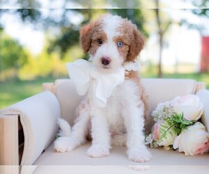 Border Collie-Poodle (Miniature) Mix Puppy for sale in CONWAY, MO, USA